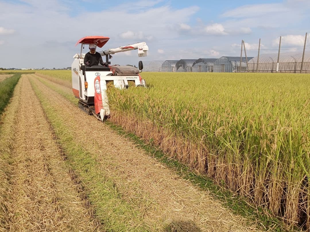 無農薬米新潟県産コシヒカリ20k