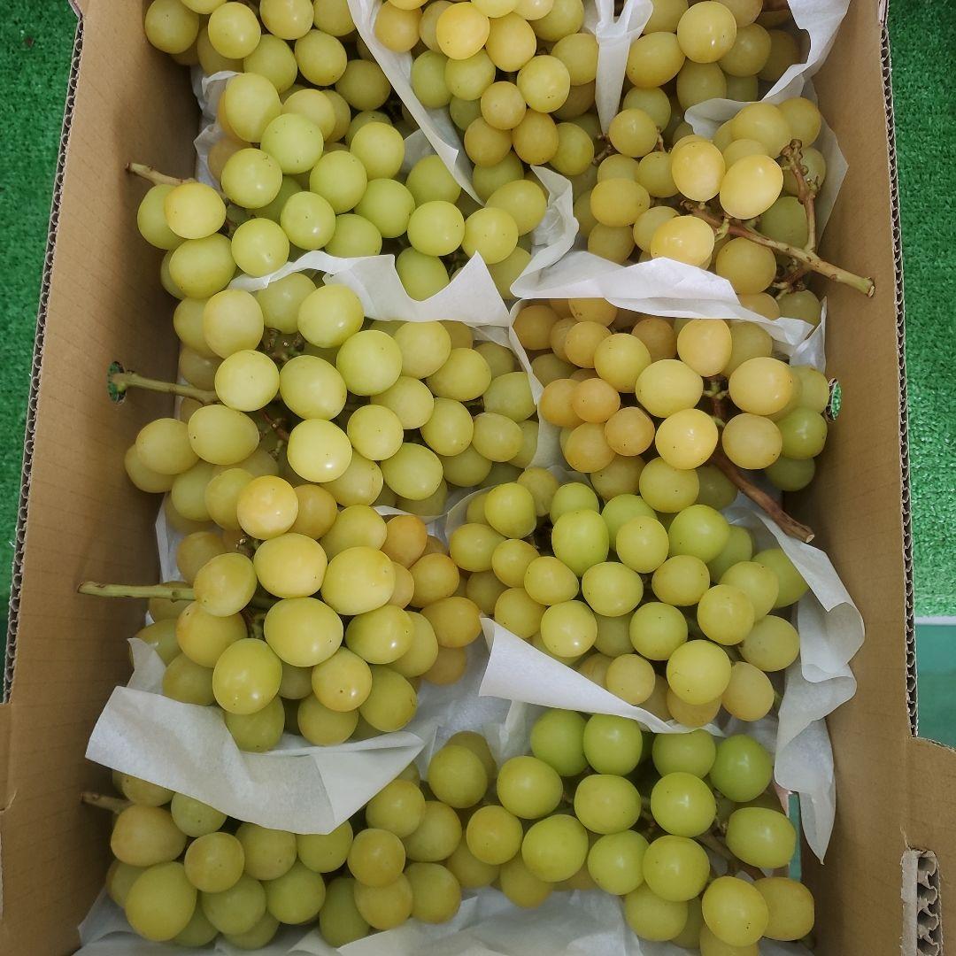 6️⃣ 山梨県産 シャインマスカット １１房入り 箱込み5.7キロ