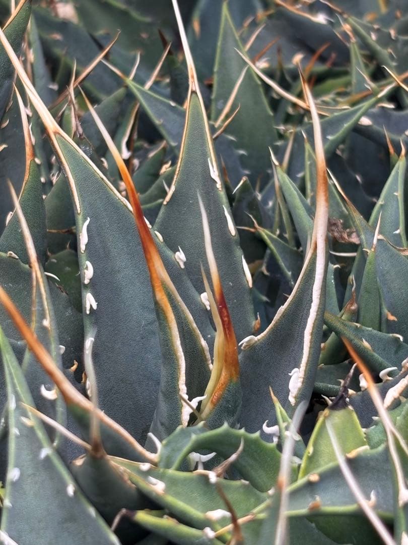 花屋山【実生２年目】アガベ エボリスピナ｜実生株（40株セット）