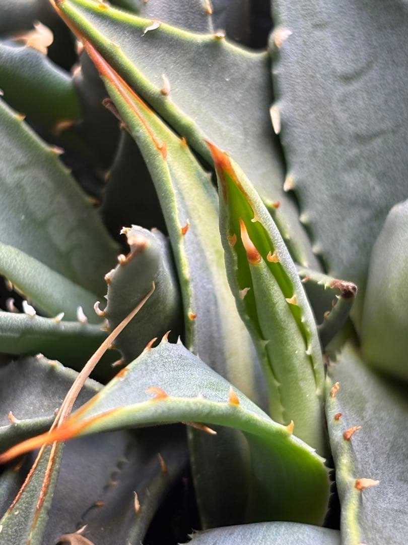 花屋山【実生２年目】アガベ エボリスピナ｜実生株（40株セット）
