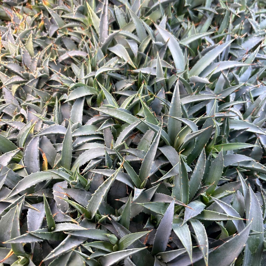 花屋山【実生２年目】アガベ エボリスピナ｜実生株（40株セット）