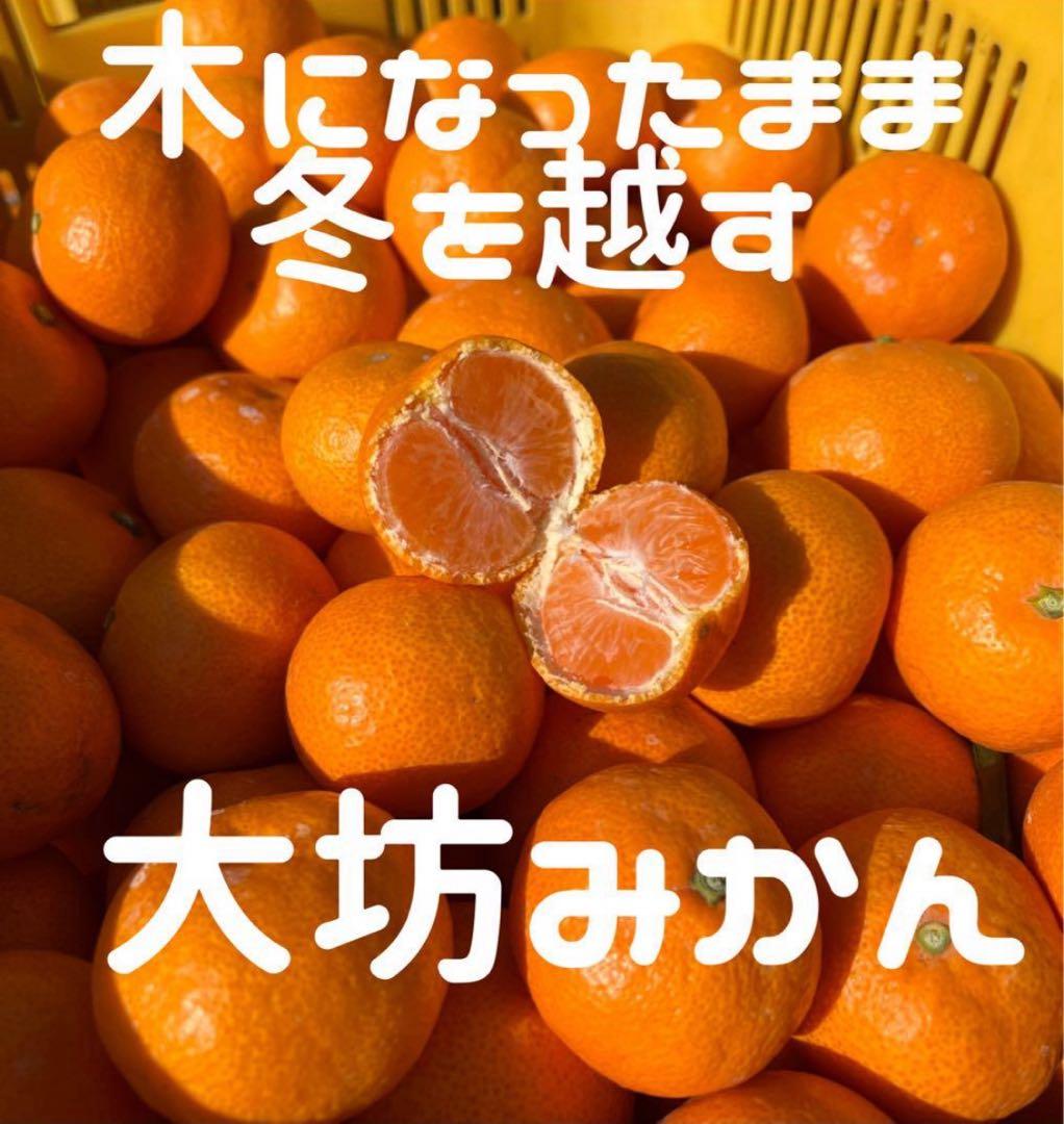 10キロも♪大坊みかん♪3Sサイズ