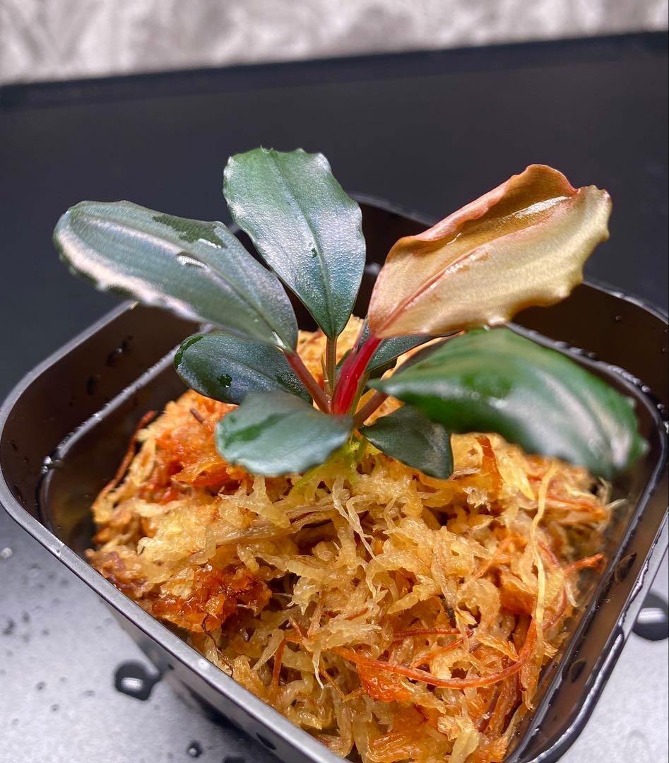 水草 Bucephalandra sp. Motleyana Red-stem