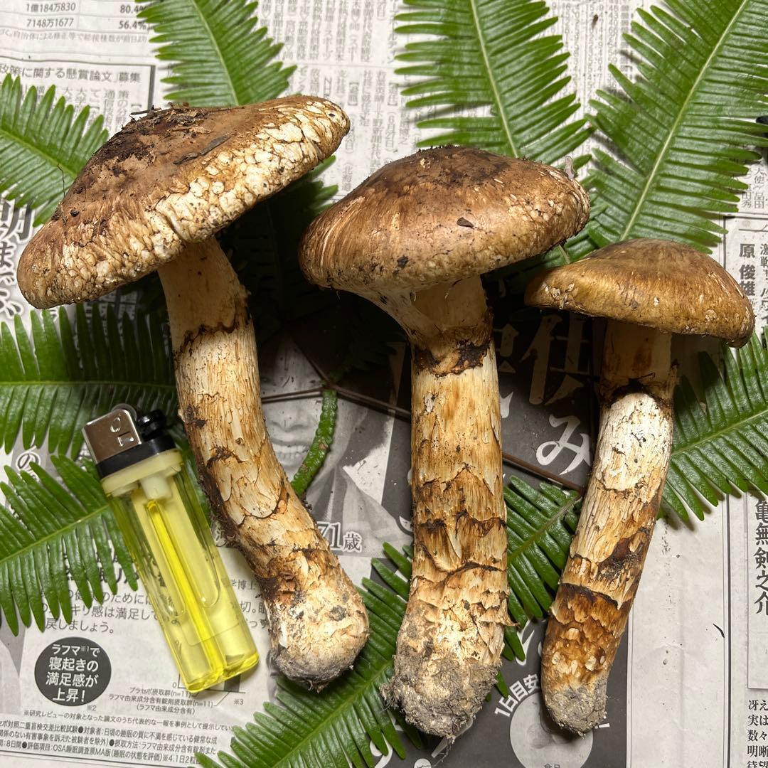 【大阪泉州産】天然松茸　採れたて松茸　良品3本175g 国産