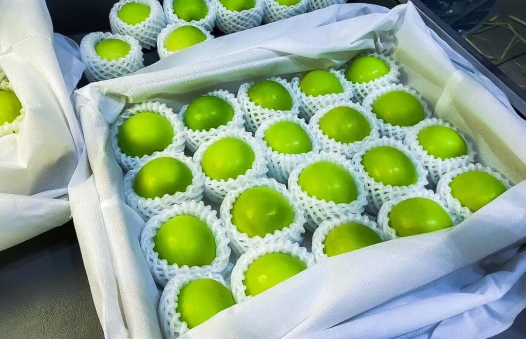 先行予約販売台湾蜜棗 Táo sữa đài loan （なつめ2.5kg /箱