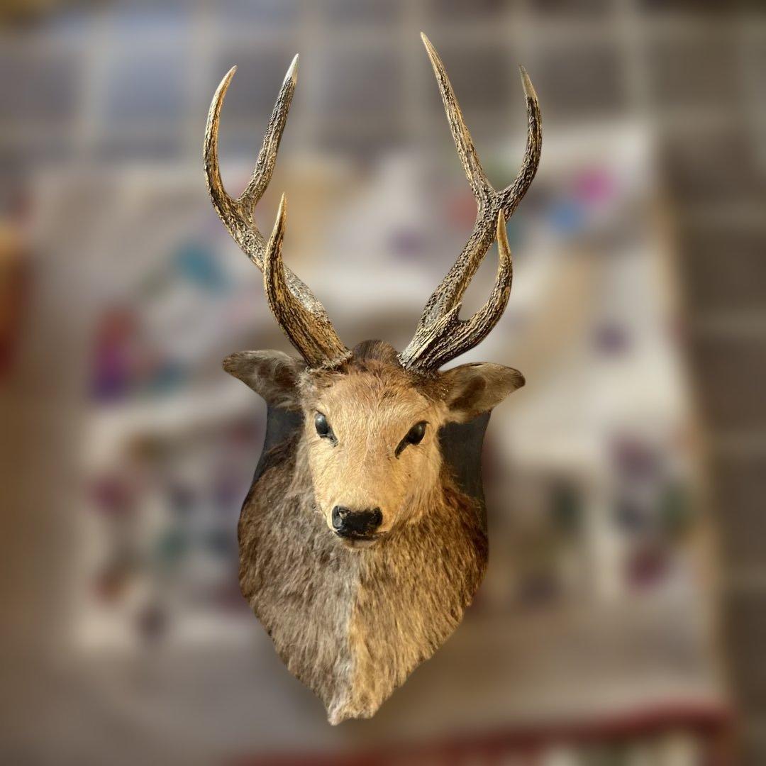 S 鹿　剥製　ハンティングトロフィー　ニホンジカ　壁掛け