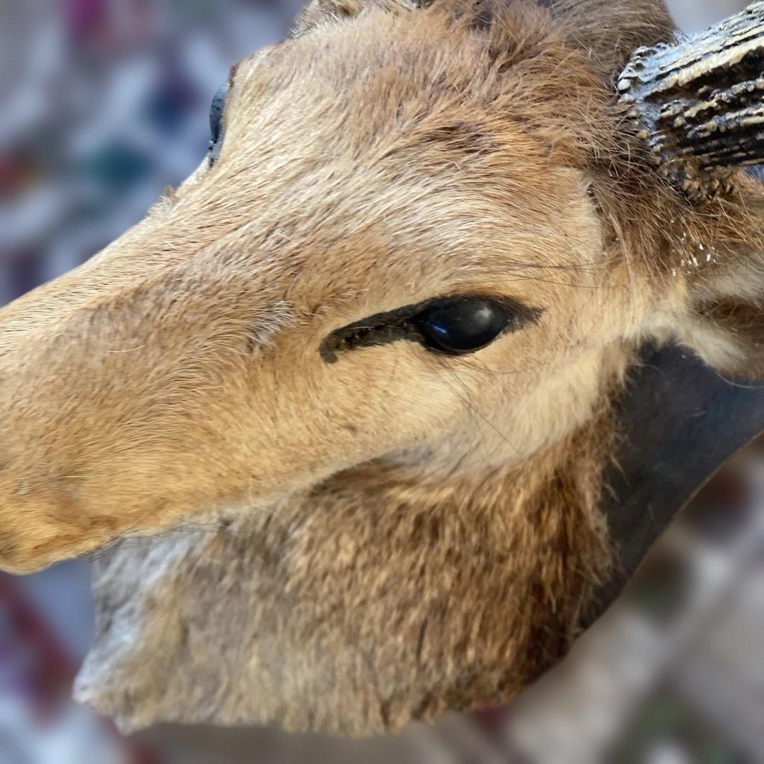 S 鹿　剥製　ハンティングトロフィー　ニホンジカ　壁掛け