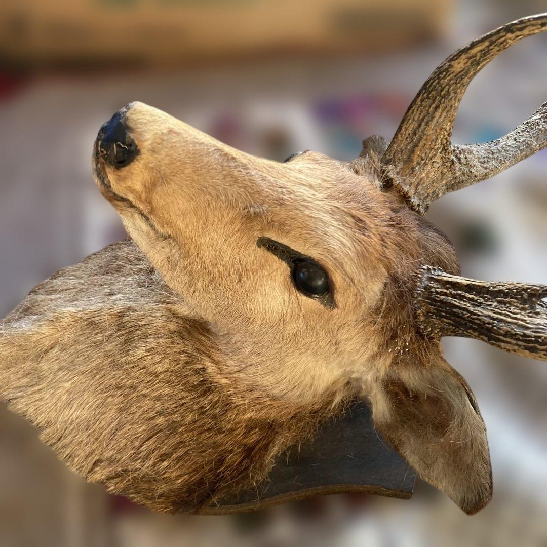 S 鹿　剥製　ハンティングトロフィー　ニホンジカ　壁掛け