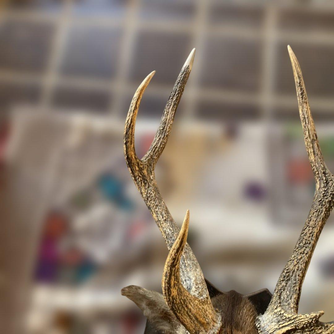 S 鹿　剥製　ハンティングトロフィー　ニホンジカ　壁掛け