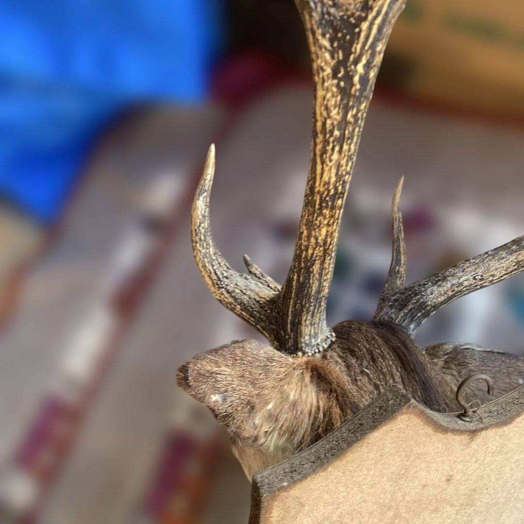 S 鹿　剥製　ハンティングトロフィー　ニホンジカ　壁掛け