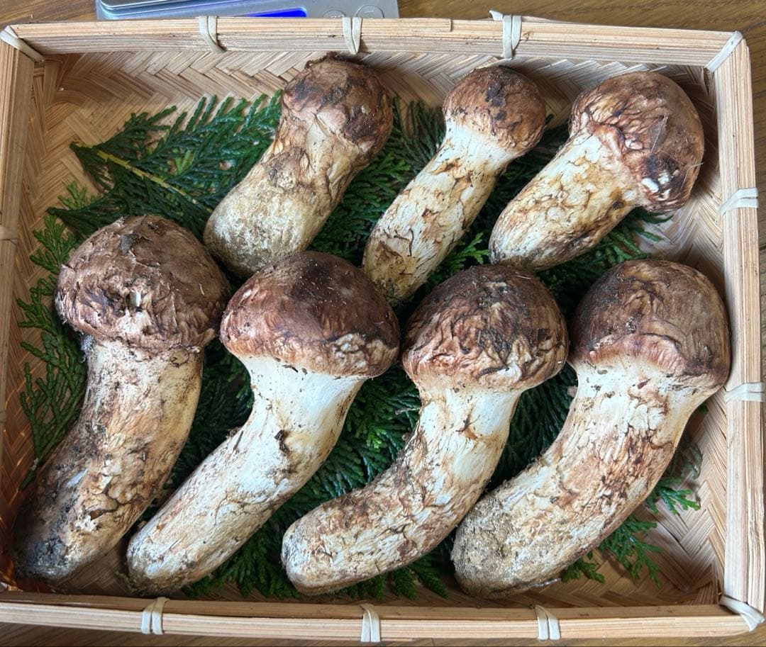 松茸 国産 信州産 長野県産 2