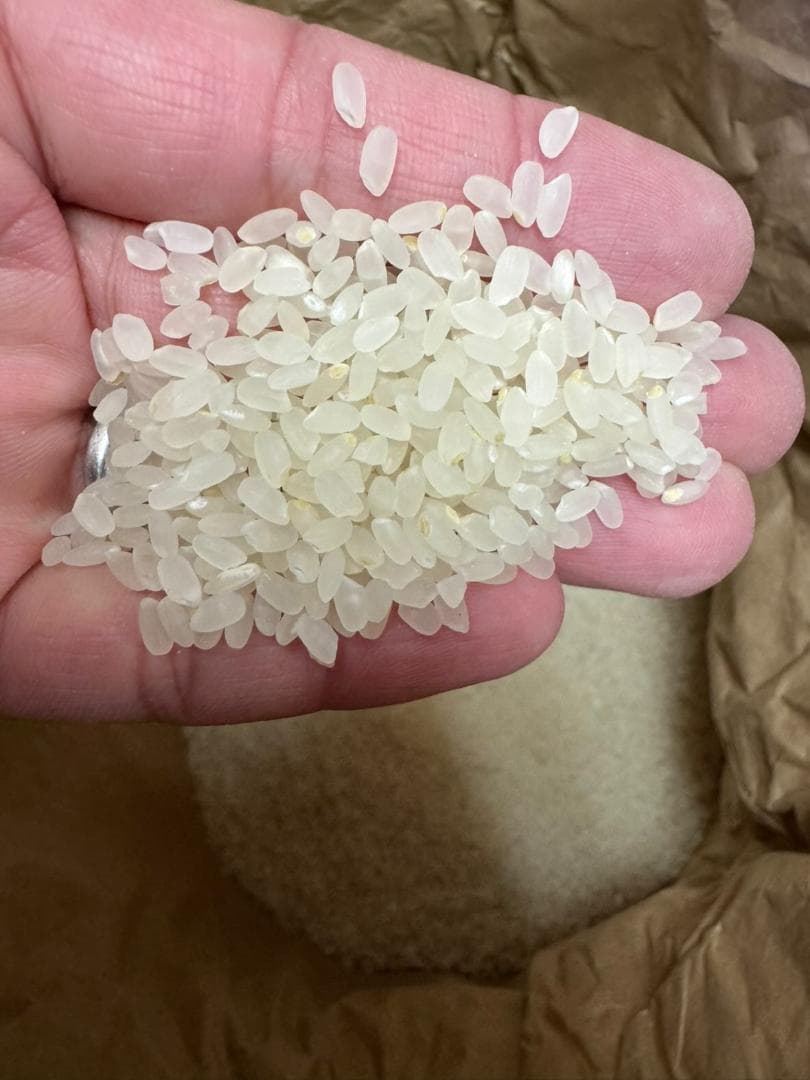 令和7年度産　山口県産（新米）10kg恋の予感　白米/玄米　農家直送　送料無料