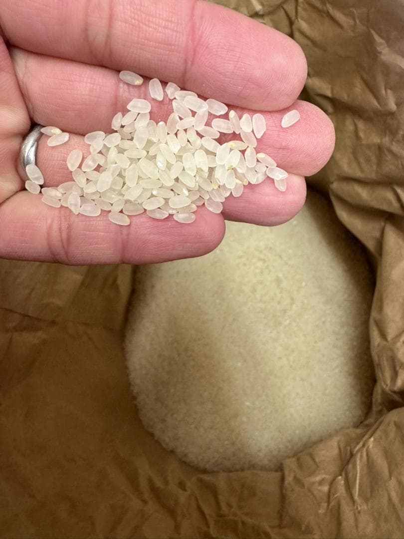 令和7年度産　山口県産（新米）10kg恋の予感　白米/玄米　農家直送　送料無料