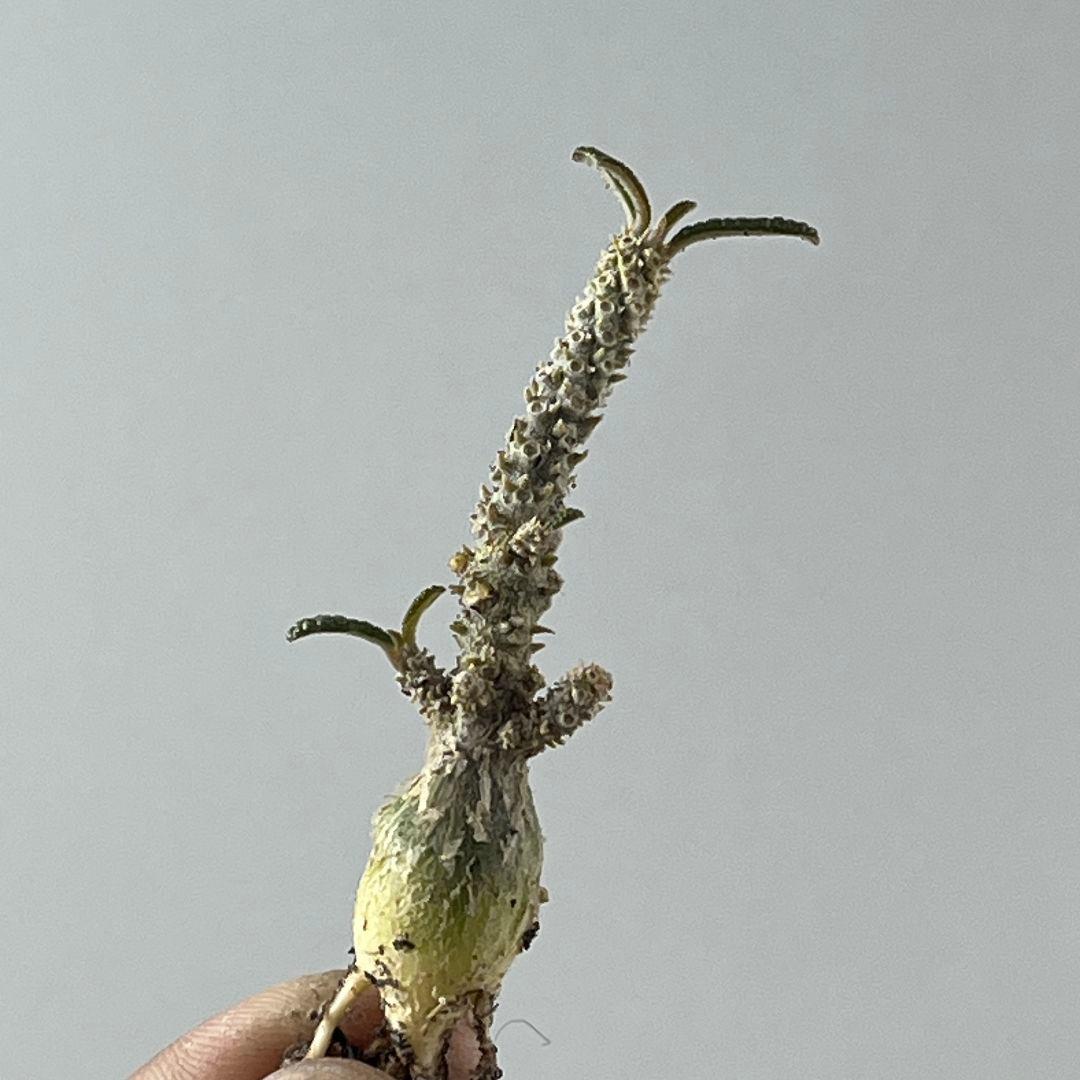 む*ん様 D63 実生 まん丸 ドルステニア ギガス ブラータ