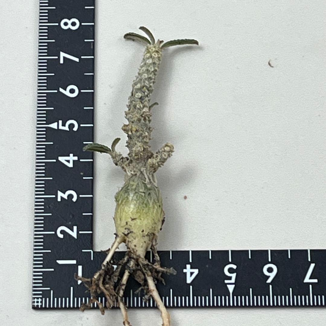 む*ん様 D63 実生 まん丸 ドルステニア ギガス ブラータ