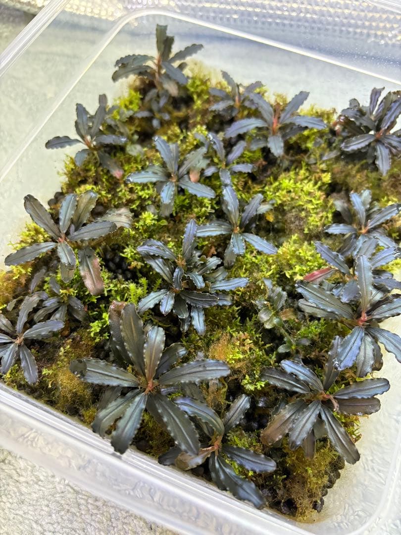 ブセファランドラ クダガン大量とプレモス