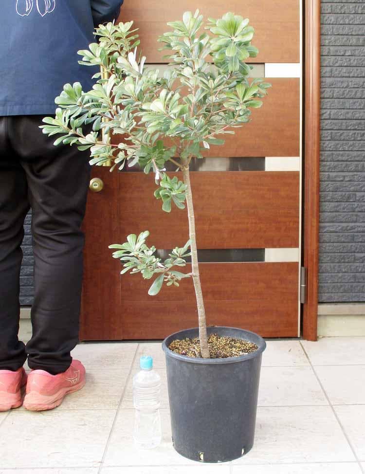 【現品】コーストバンクシア・セイラ　9号　B45番