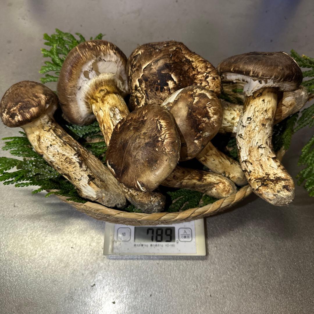 訳あり品‼️国産天然松茸‼️780g‼️