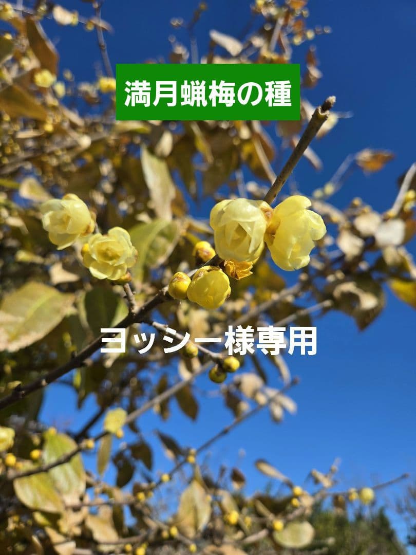 満月蝋梅の種
