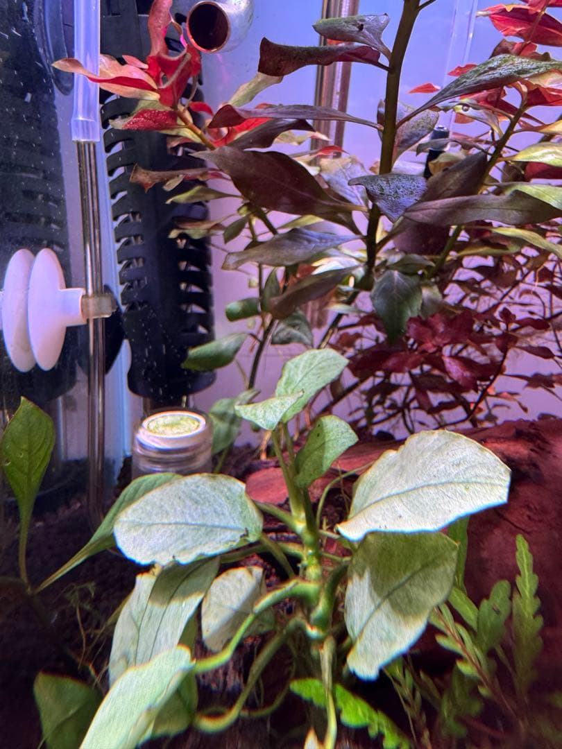 KAPURA AQUA CO2レギュレーター　水槽用