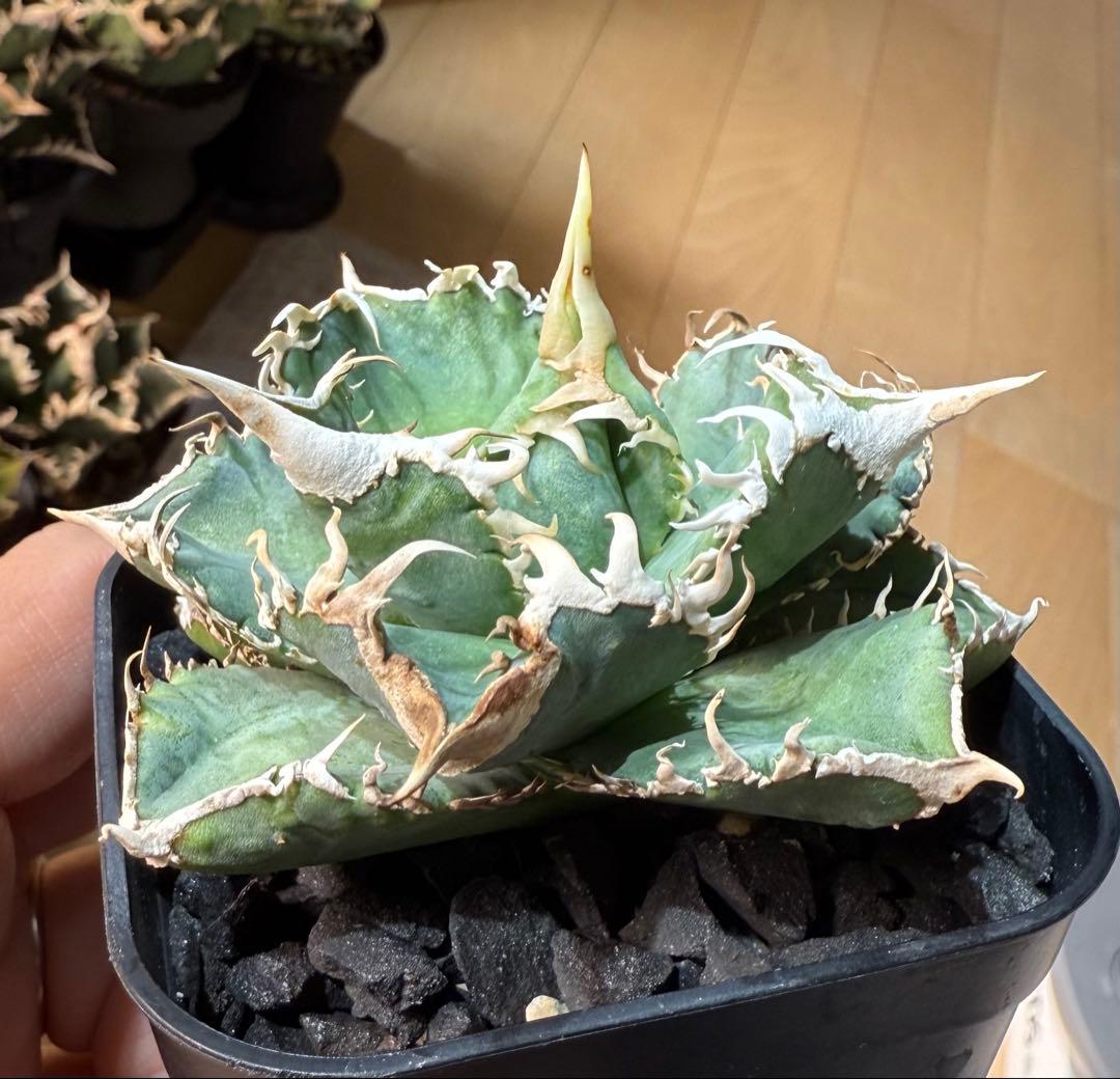 【鉢ごとメルカリ宅急便】アガベ チタノタ 大白鯊【置配・白棘・独特の鋸歯・低重心