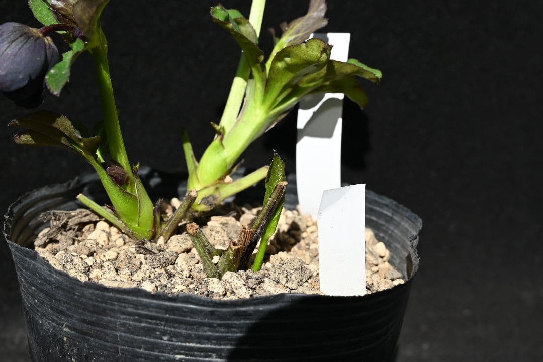 クリスマスローズ　今シーズン初！！！　美黒姫　加藤農園