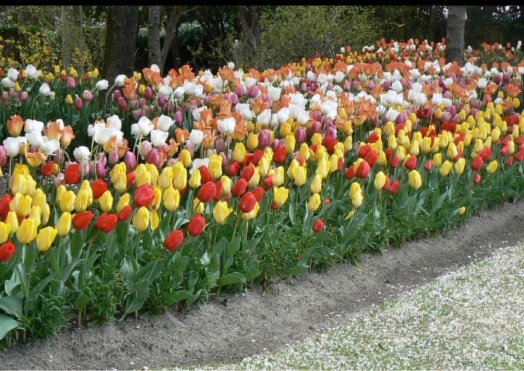 チューリップ　おまかせ　500球（本日販売終了日）