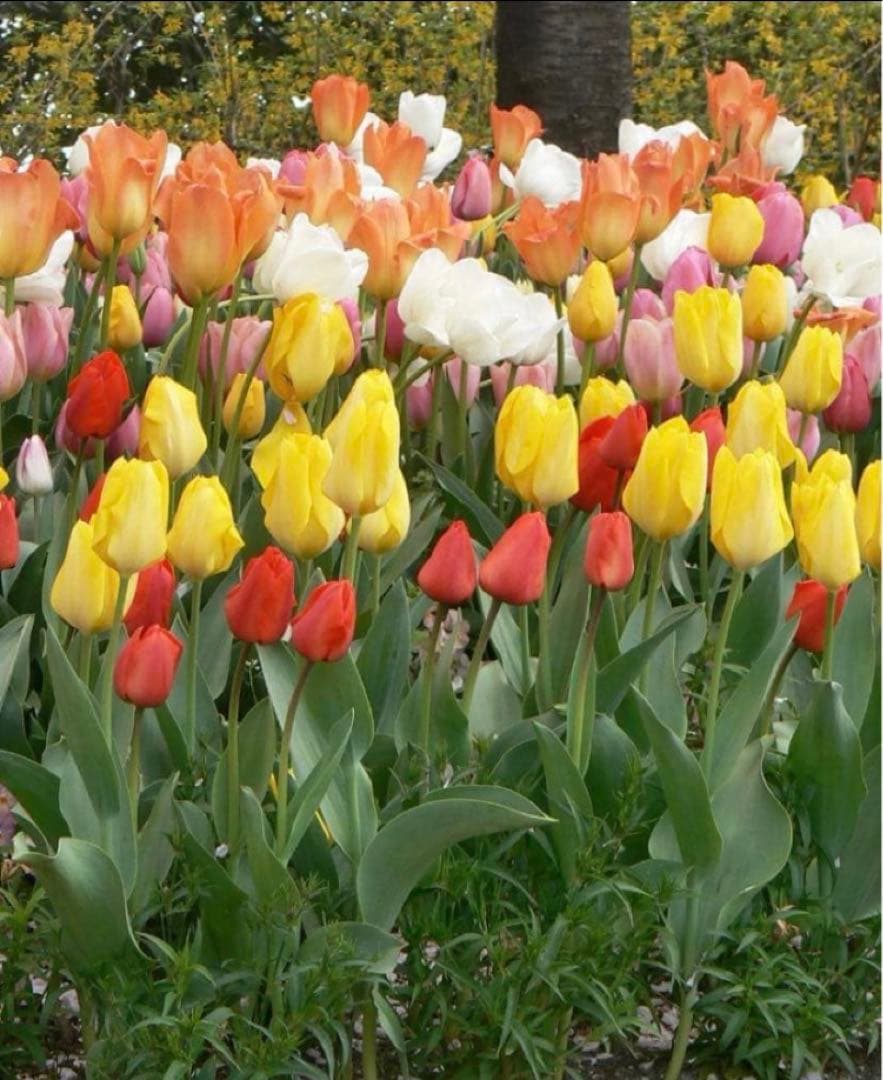 チューリップ　おまかせ　500球（本日販売終了日）