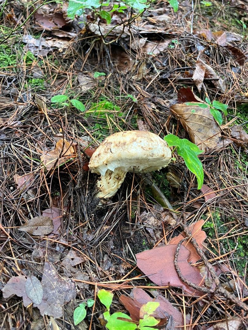 山形県産　松茸　約600g