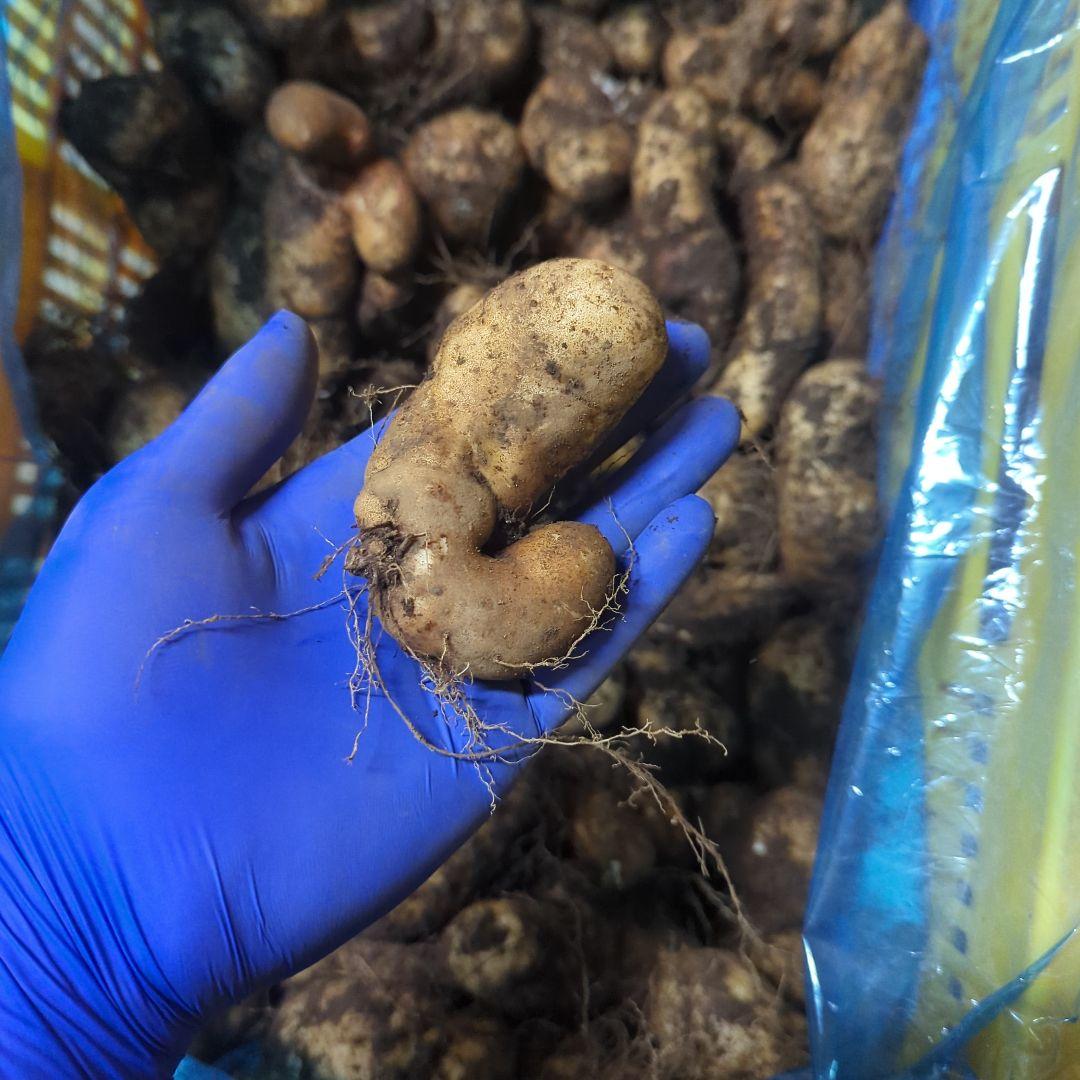 ★su★　新物　やまと芋　80kg　3~4月頃？　ご購入