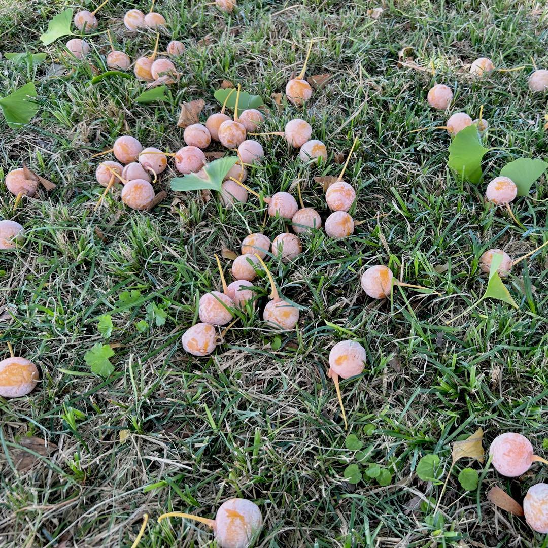 【森のちーさん】岐阜県産　銀杏　大粒　藤九郎　4キロ　殻剥き‼️