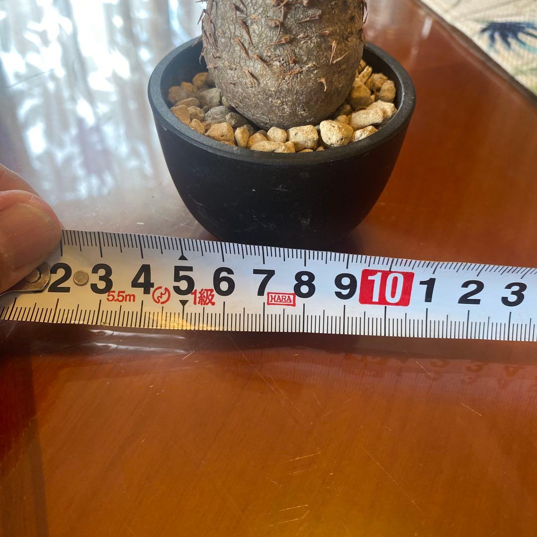 希少 チビグラキリス 現地球 発根済