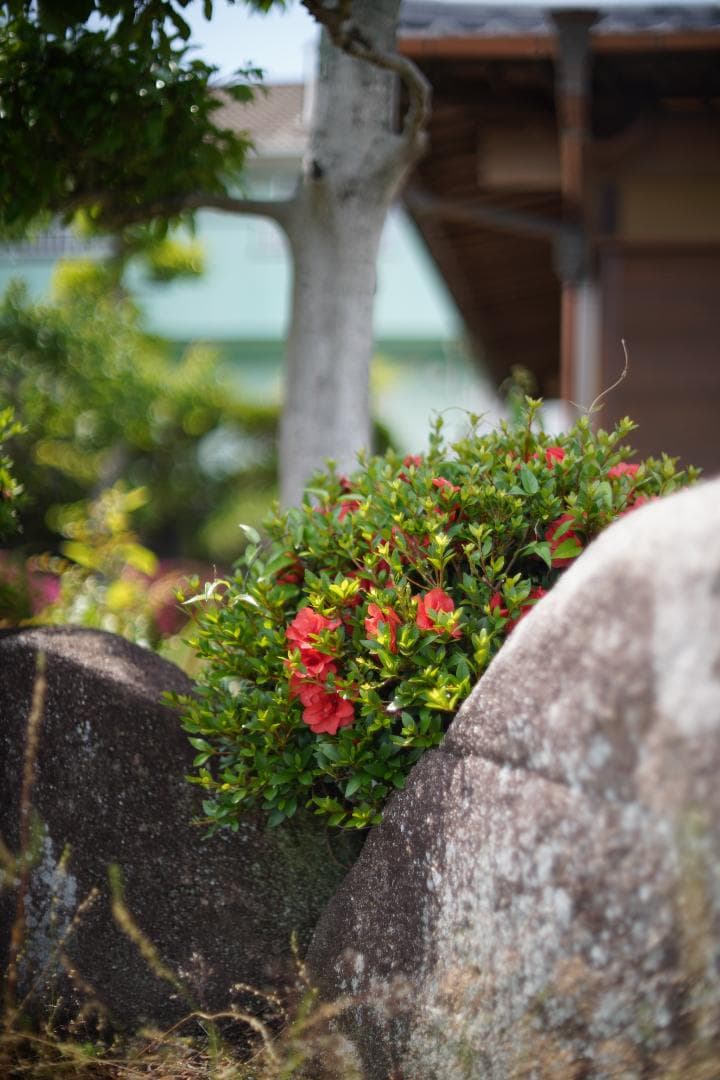 綺麗 Nikon F2 / NIKKOR 50mm F1.4