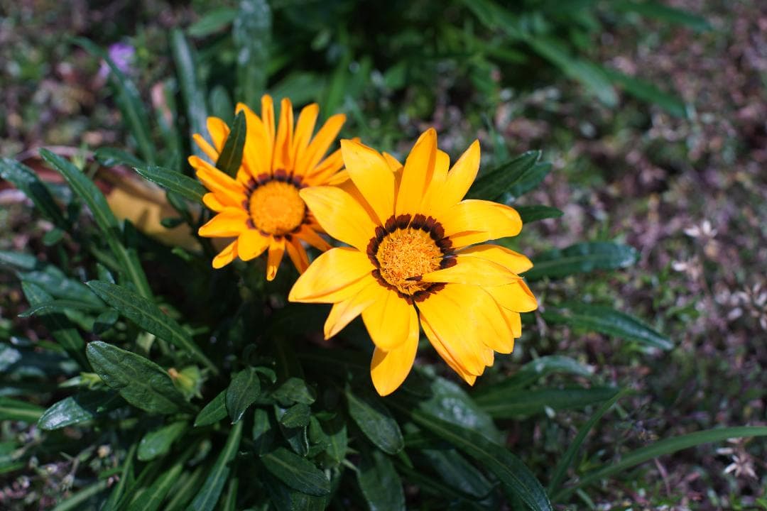 綺麗 Nikon F2 / NIKKOR 50mm F1.4