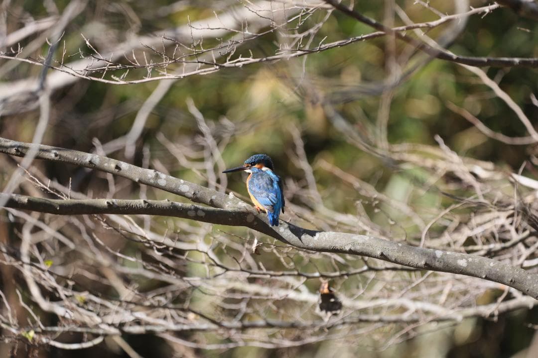 レンズ(ズーム) SIGMA 150-600mm F5-6.3 DG OS HSM