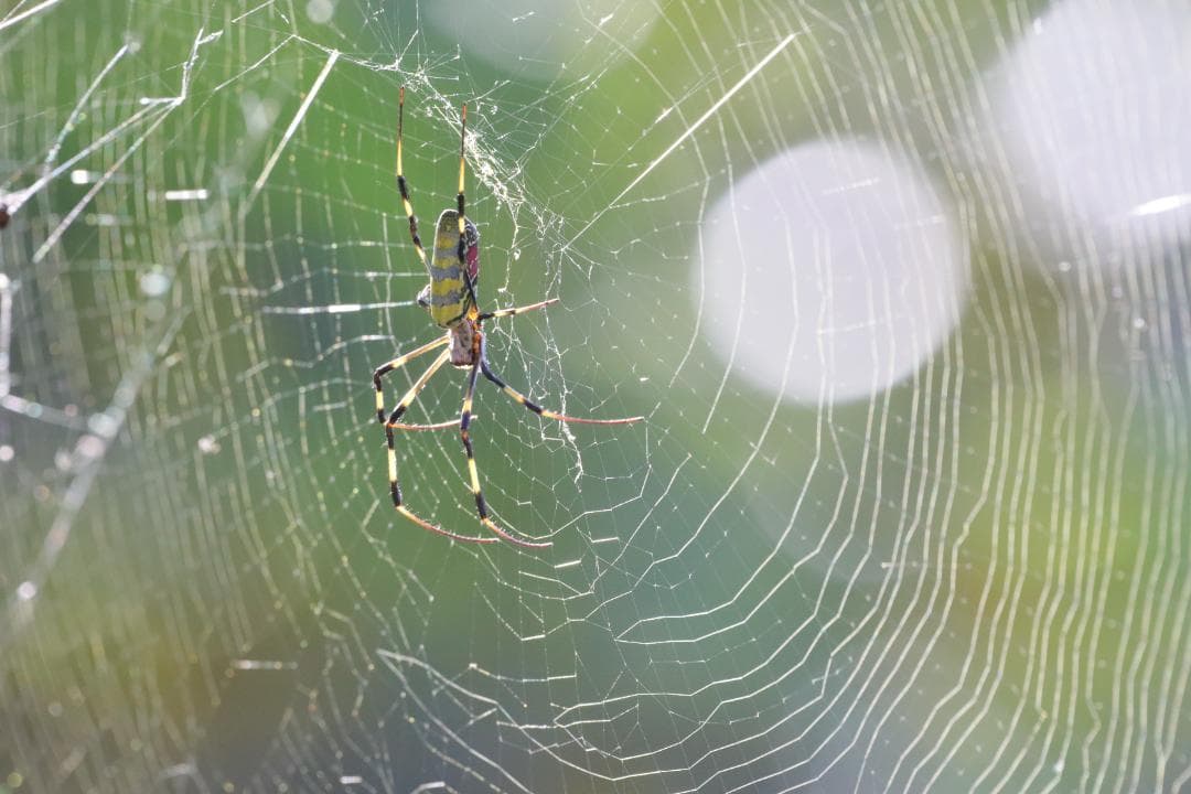 レンズ(ズーム) SIGMA 150-600mm F5-6.3 DG OS HSM