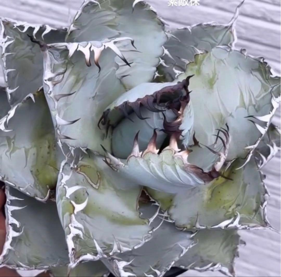 アガベ チタノタ 白爪 ホワイトファング dennis ikori