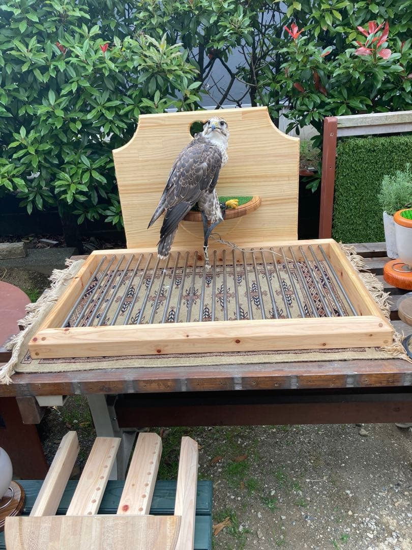 ごん　猛禽類オーダーシェルフパーチ