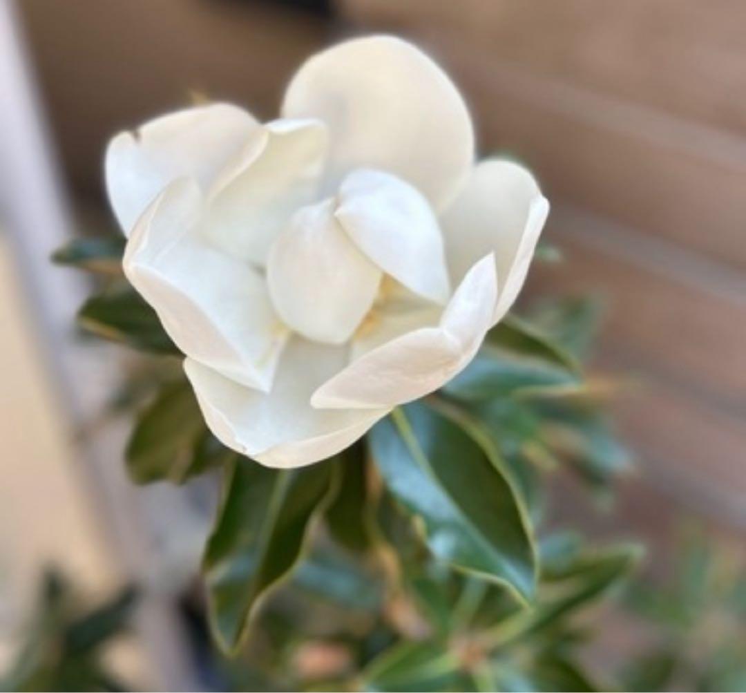 【引き取り限定】 リトル・ジェム