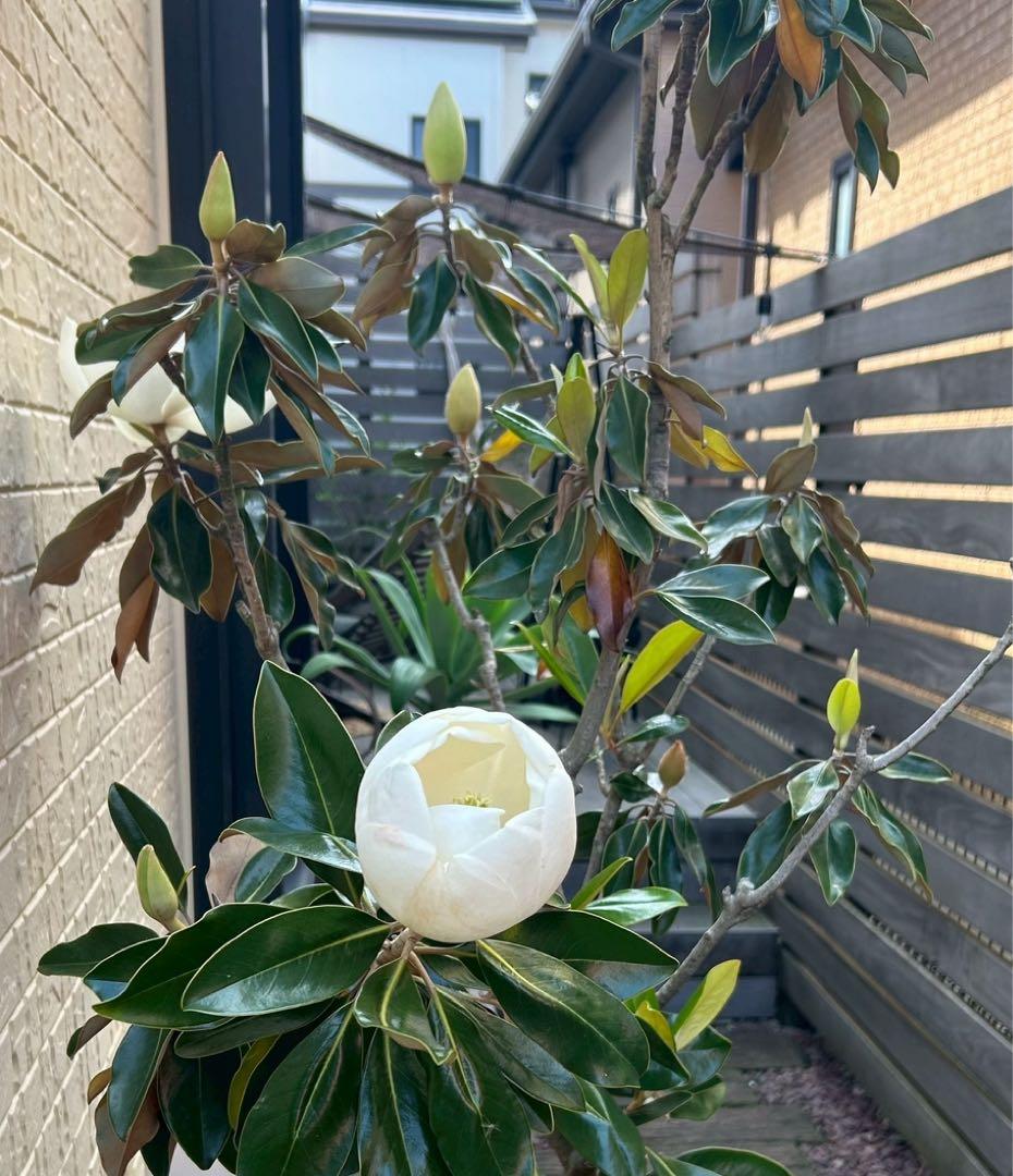 【引き取り限定】 リトル・ジェム