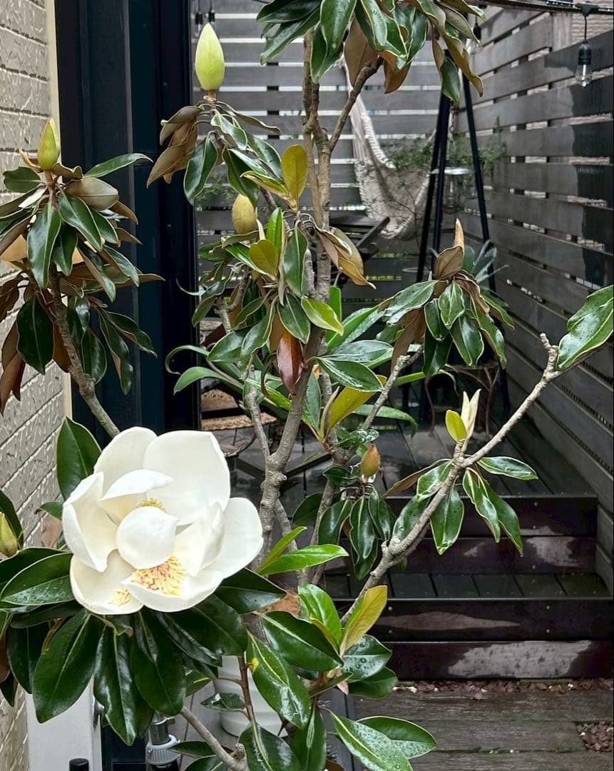 【引き取り限定】 リトル・ジェム