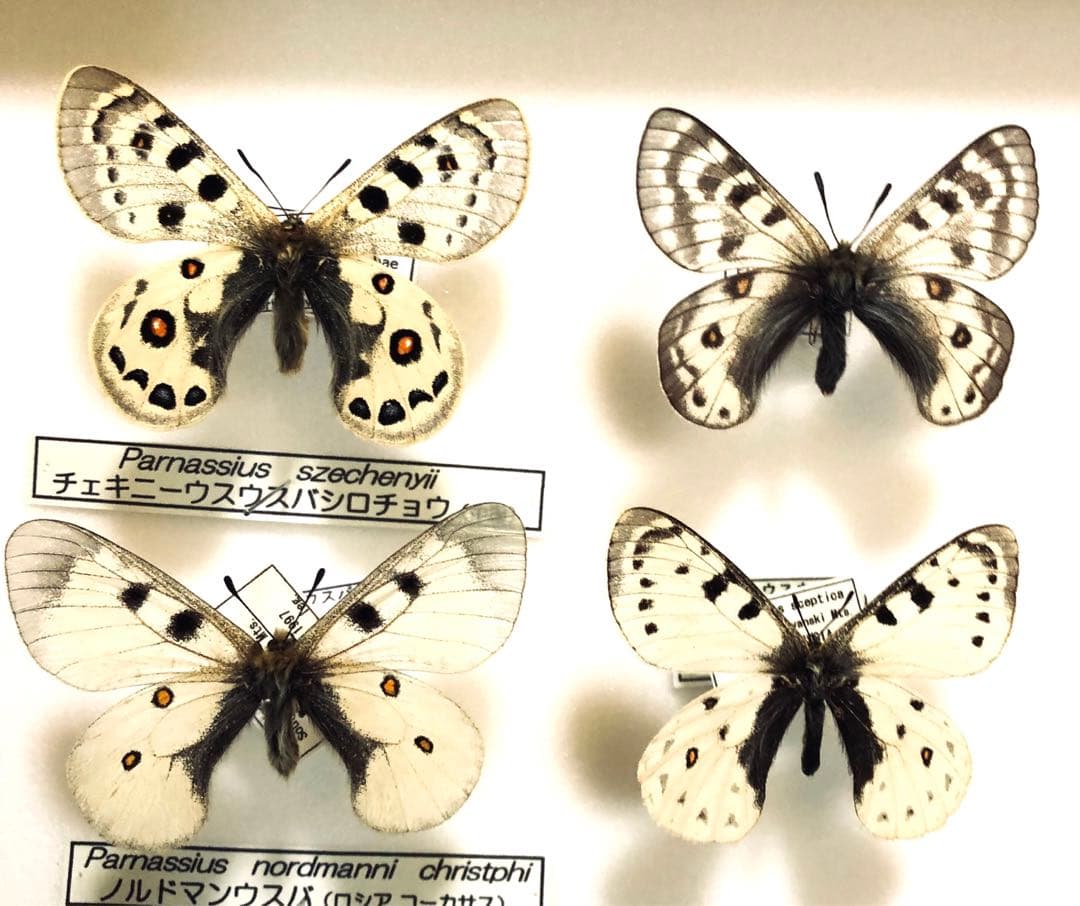 蝶標本　コエボン様リクエスト品❗️フタオ、ウスバ、ヤエヤマイチモンジ