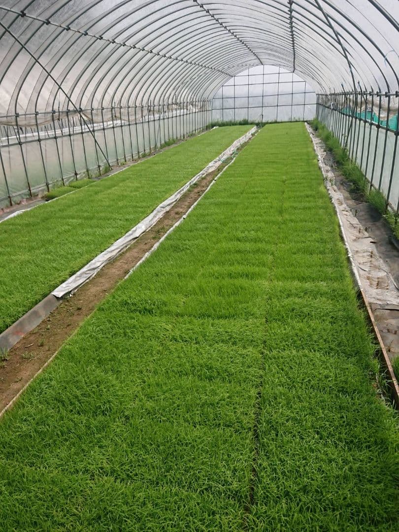 徳島県産 コシヒカリ 20kg　低温貯蔵中　農家直送