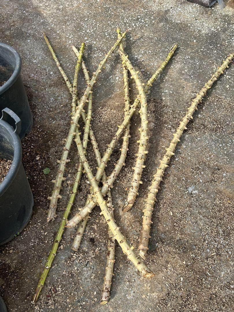 究極＝世界最高峰◆ゴールデン種/キャッサバ★80サイズ段ボール大箱満杯★挿し木枝