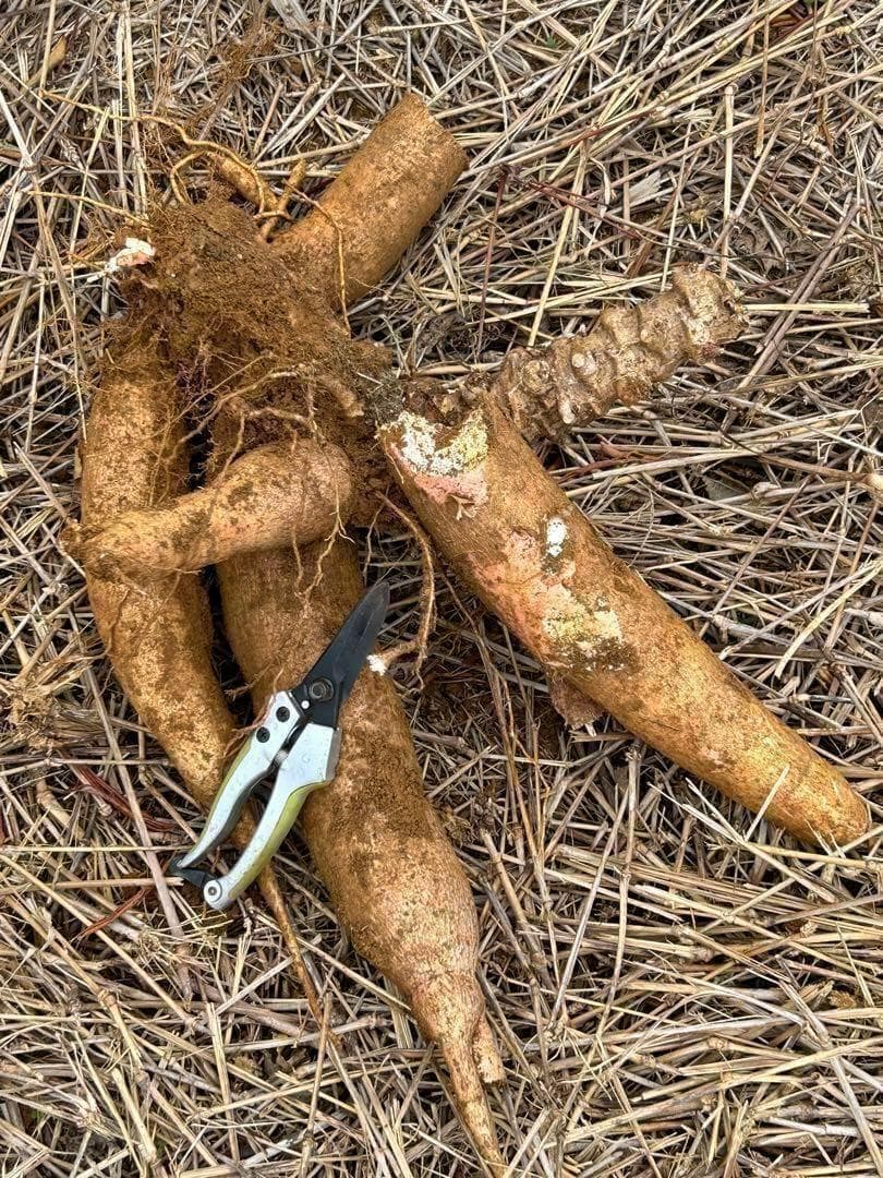 究極＝世界最高峰◆ゴールデン種/キャッサバ★80サイズ段ボール大箱満杯★挿し木枝