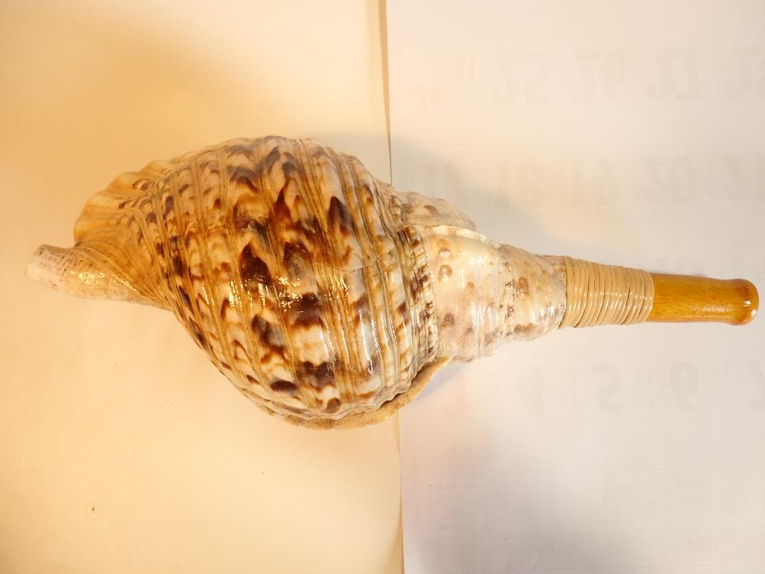 法螺貝 約41㎝ 木製歌口,新品 MH-467