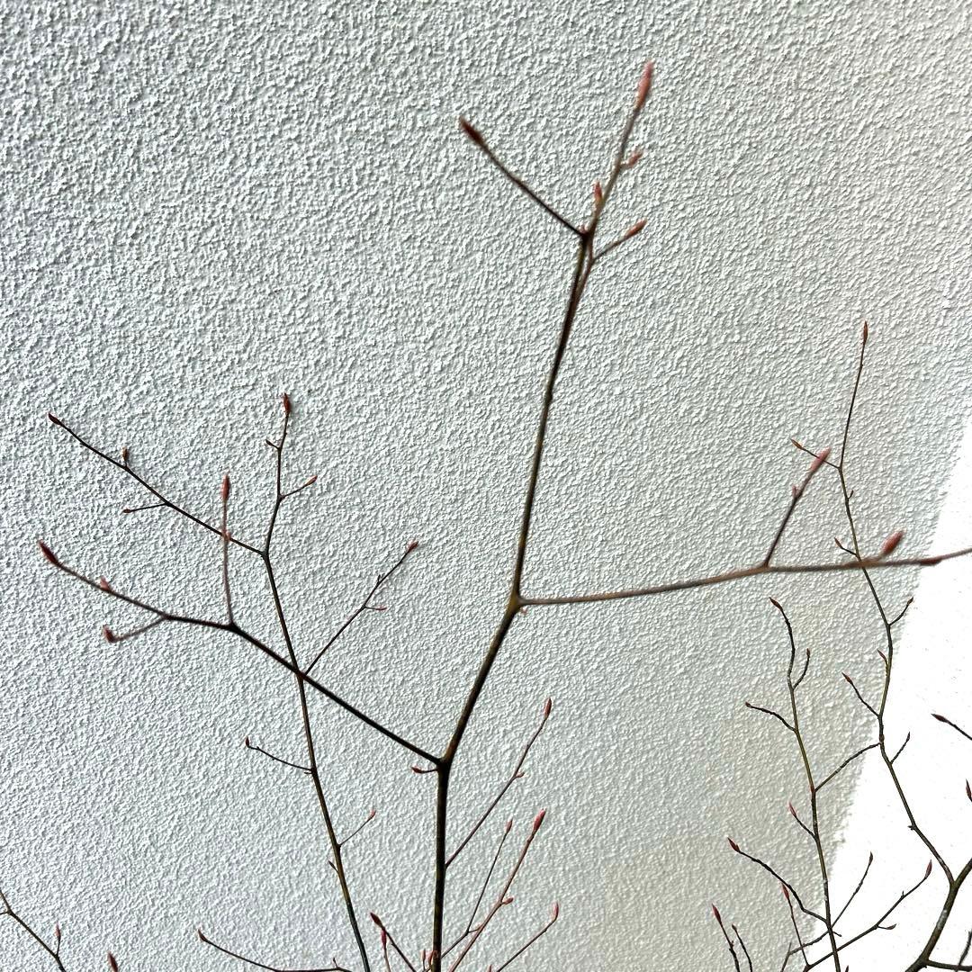 クロモジ（根巻き苗）黒文字　クロモジ苗木