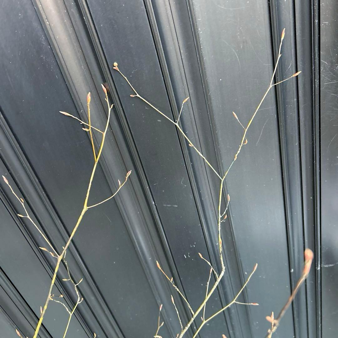 クロモジ（根巻き苗）黒文字　クロモジ苗木