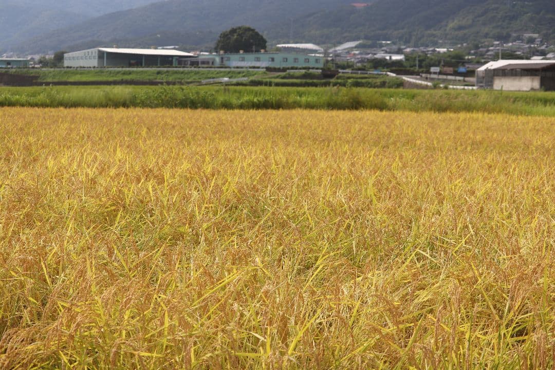 自然栽培 玄米 9kg 2025年産 コシヒカリ