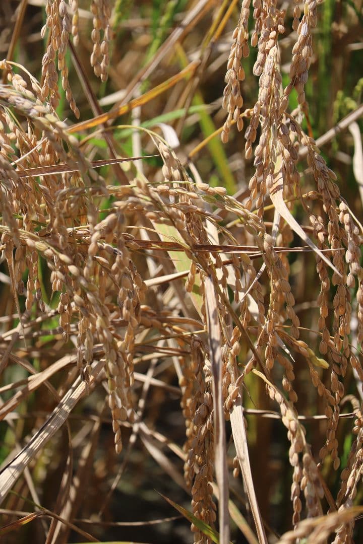 自然栽培 玄米 9kg 2025年産 コシヒカリ